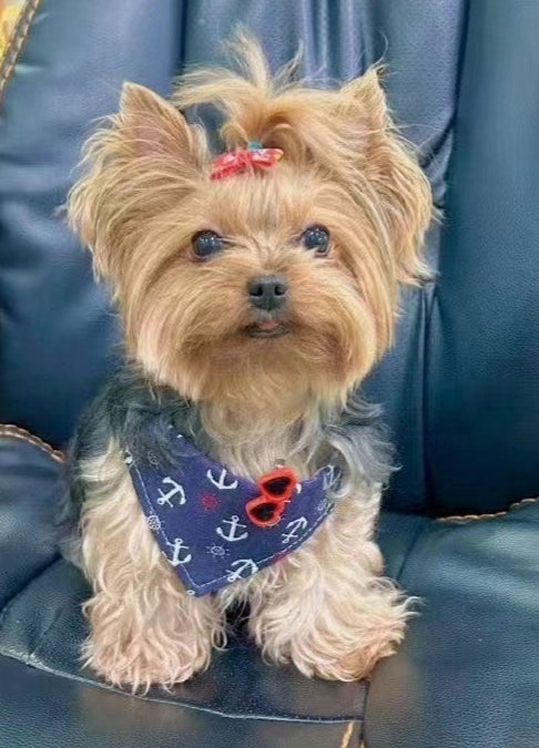 Luxurious Custom Handcrafted Pet Brooch Pin – A True Work of Art